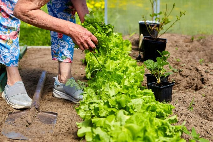 होम गार्डन में लेट्यूस उगाने के टिप्स - Growing Tips Of Lettuce In Home Garden In Hindi